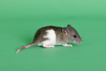 Obraz premium very small infant rat