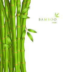 Fototapeta na wymiar Tło z zielonym bambusem