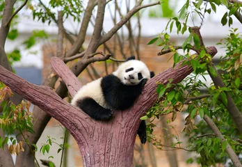 Door stickers Panda Sleeping giant panda baby