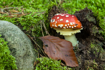 Fliegenpilz-Amanita muscaria im Jungstadium mit Laubblatt