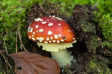 Fliegenpilz-Amanita muscaria im Jungstadium