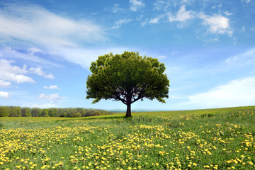 spring landscape