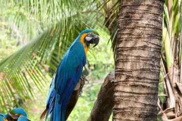 Papagei © Digitalpress