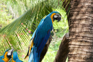 Papagei © Digitalpress