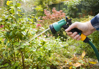 watering the garden
