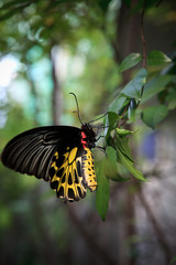 Fototapeta na wymiar yellow butterfly on green tree leaves