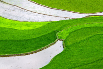 Terraced rice fields