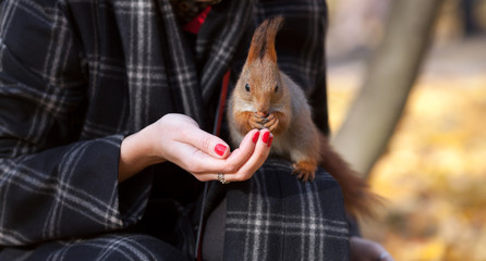 The squirrel and a nut