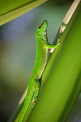 Green gecko