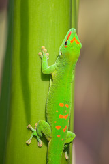 Green gecko © swisshippo