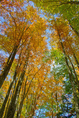 Fototapeta premium Autumn