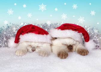 Two little cats wearing Santa's hat sleeping