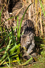 Fishing Cat Sneaking through Long Grass
