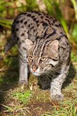 Fishing Cat Prowling in Afternoon Sunshine