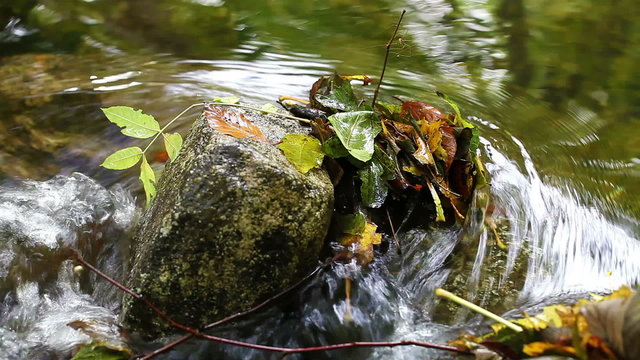 Herbstliche Blätter im Fluss - Stein