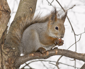 squirrel