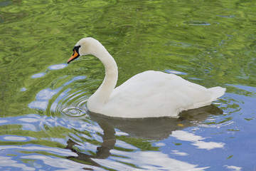 Swan