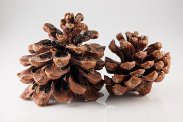 two pine cones