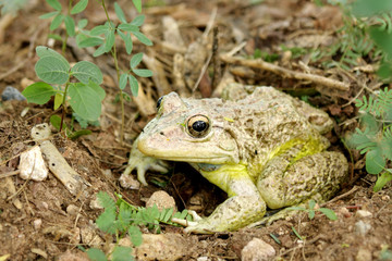 A camouflage toad