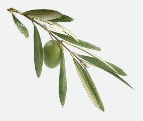 Branch with olive