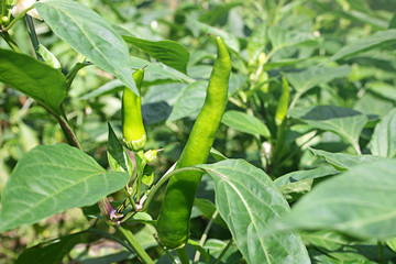 Organic, fresh pepper in field