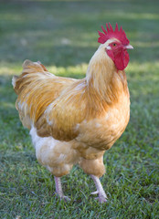 Calm rooster