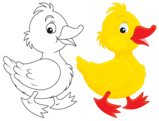 Duckling