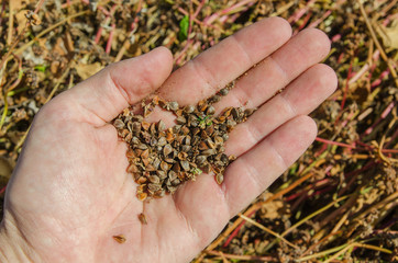 buckwheat in hand over field