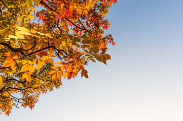 Autumn leaves with the blue sky background