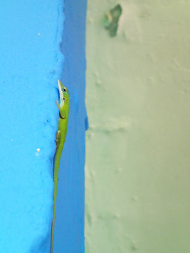Anoli