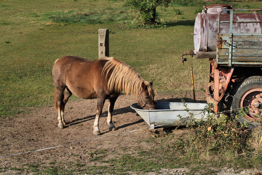 Pferd beim trinken