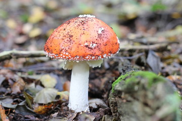 Fliegenpilz im Reinhardswald