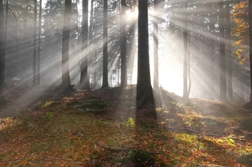  sun beams in morning forest © Vera Kuttelvaserova