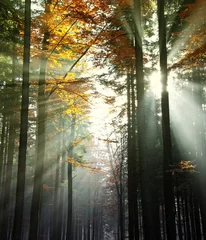 Zelfklevend Fotobehang sun beams in an autumn morning wood © Vera Kuttelvaserova