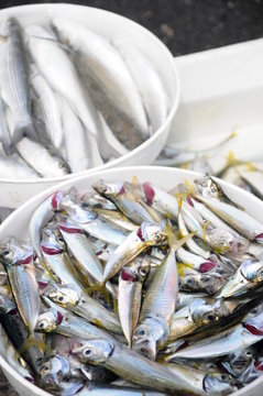 Fish