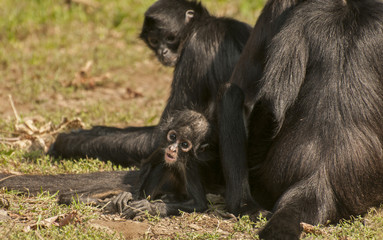 Black-handed spider monkey