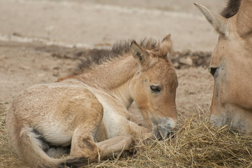 Przewalski's horse