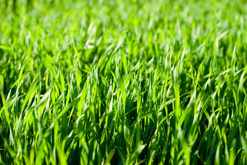 Close up of fresh thick grass