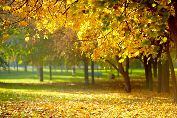 Colorful foliage in the autumn park