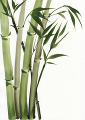 Fototapeta na wymiar Watercolor painting of bamboo