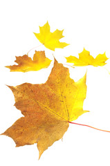 Autumn maple leaves