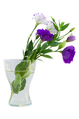 Eustoma bouquet in vase