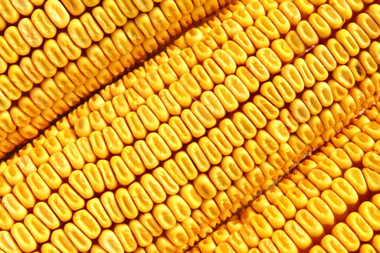 Mazorcas de ma&iacute;z