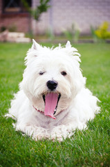 Westie on the green grass