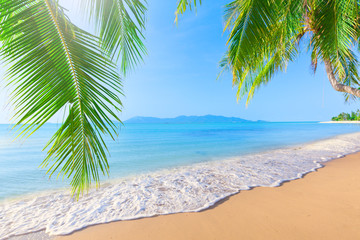 Fototapeta na wymiar Palm i tropikalnych beach