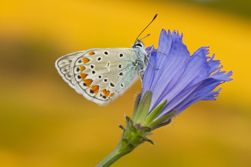 farfalla