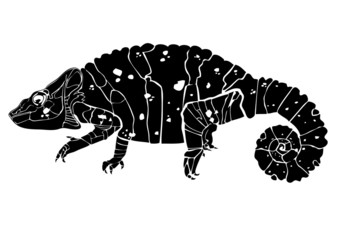 Chameleon on a white background