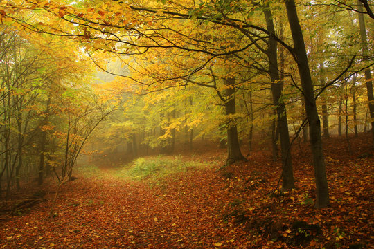 Foggy autumn Forest with colorful Trees