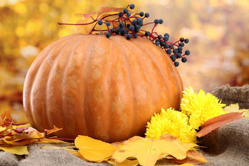 Fototapeta na wymiar pumpkin and autumn leaves, on yellow background