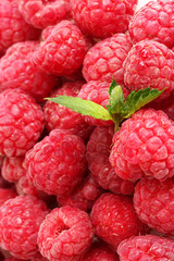 ripe raspberries background.with mint